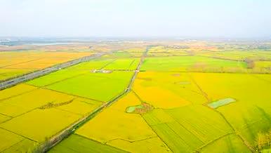 4K航拍现代农业土地农庄农田视频的预览图